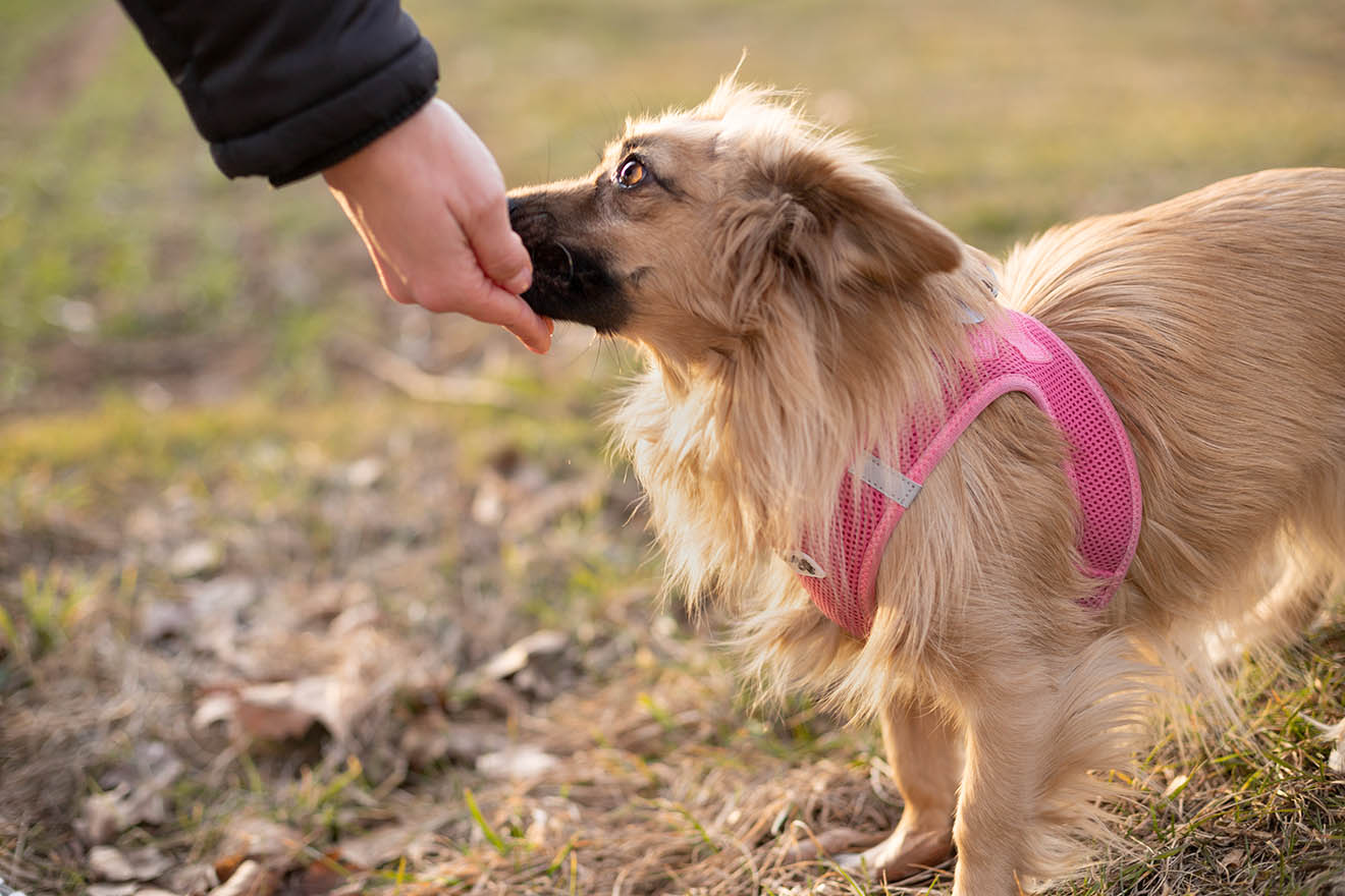 Hunde müssen schnüffeln dürfen – ein Grundbedürfnis für jeden Hund