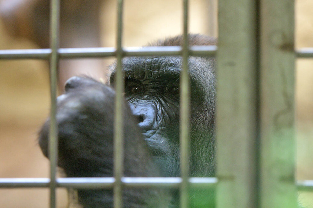 Gorilla im Zoogehege Duisburger Zoo