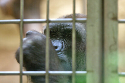 Gorilla im Zoogehege Duisburger Zoo