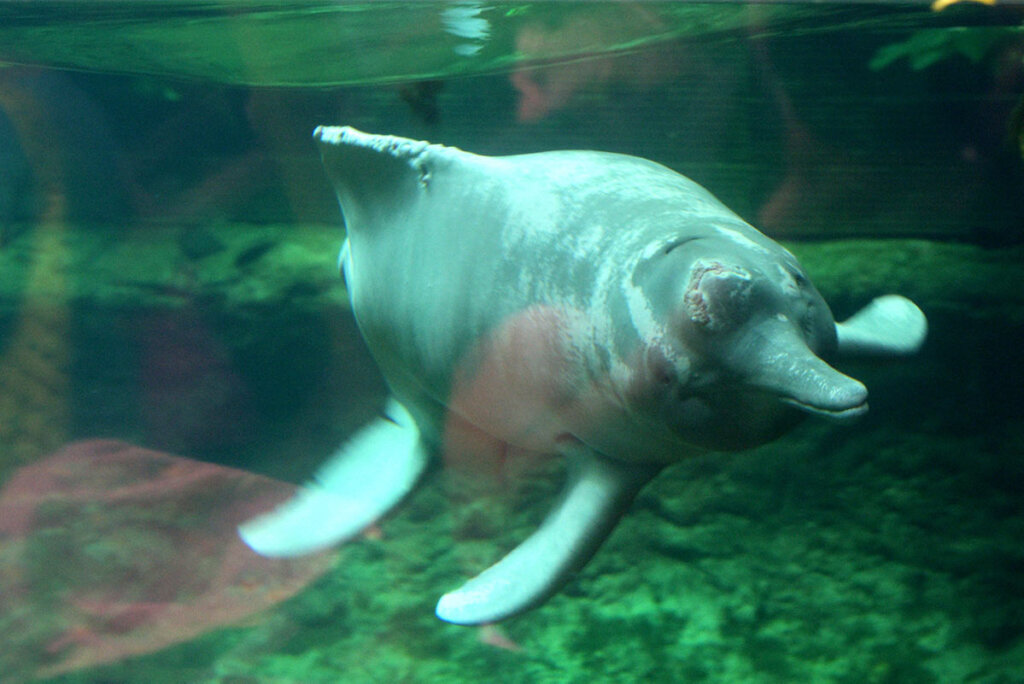 Flussdelfin im Zoobecken