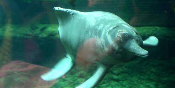 Flussdelfin im Zoobecken