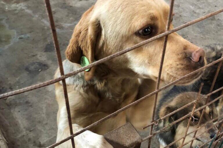 Grausames Tierheim mit Tötungsstation sofort schließen jetzt helfen!