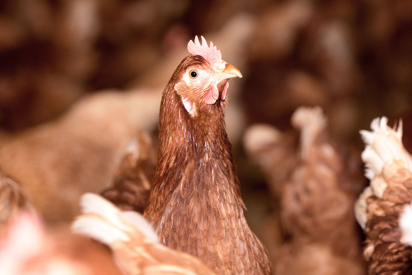 Knochenbrüche und Federpicken: Tierleid in der Eierindustrie