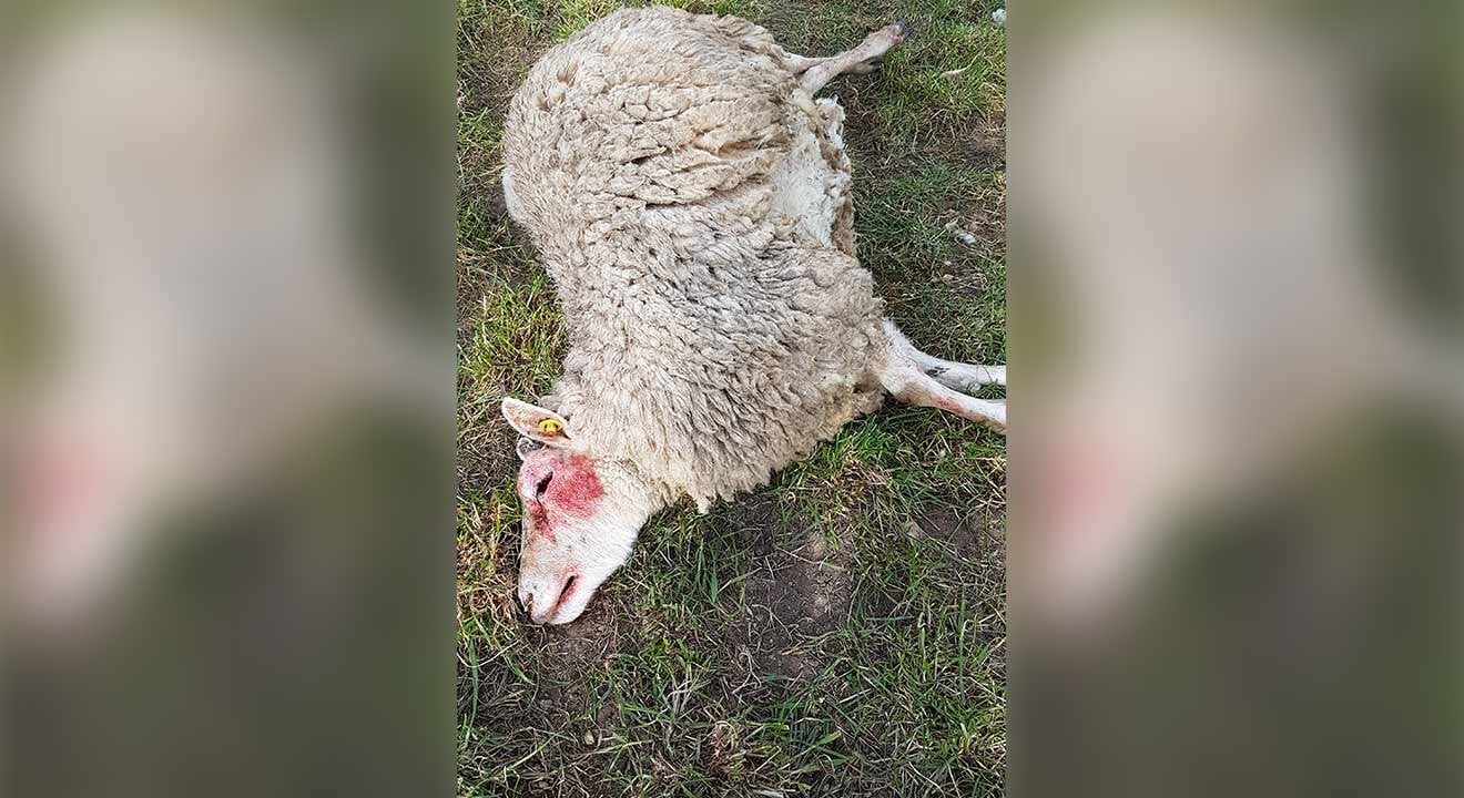 schaf liegt auf der wiese