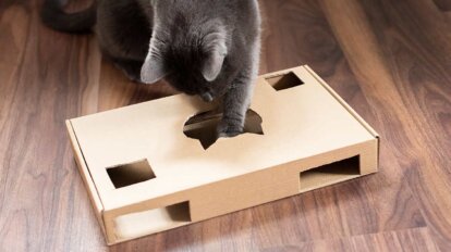 Katze spielt mit Karton