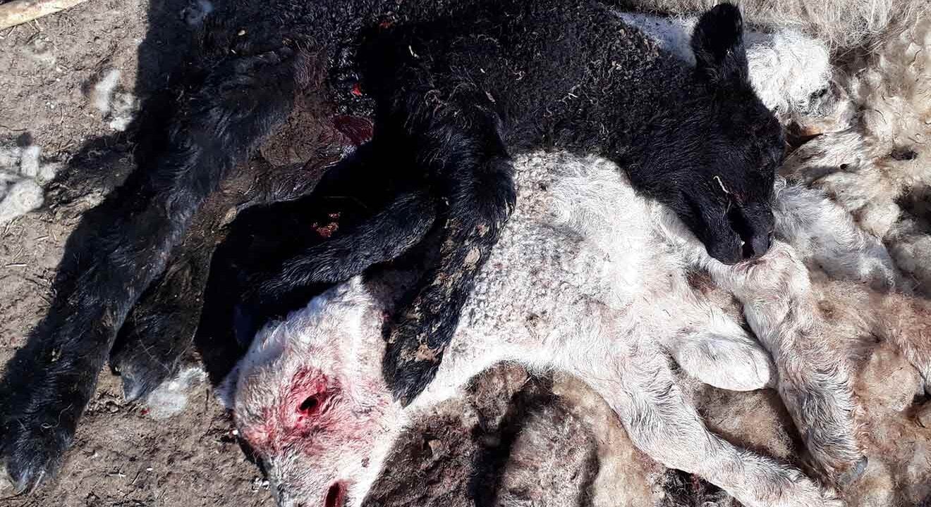 ein schwarzes und ein weißes schaf liegen tot aufeinander