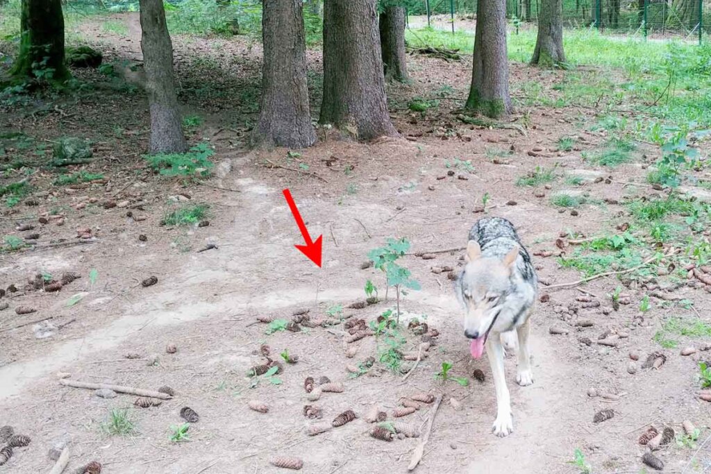 Wolf läuft im Wald im Kreis