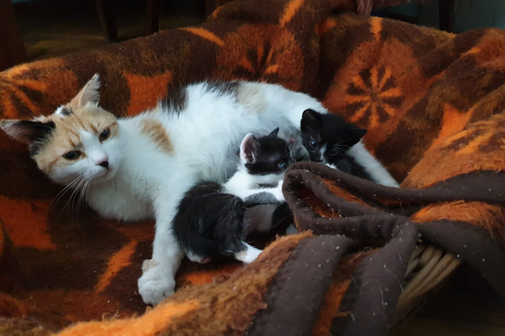 Katze Mirabella mit Welpen