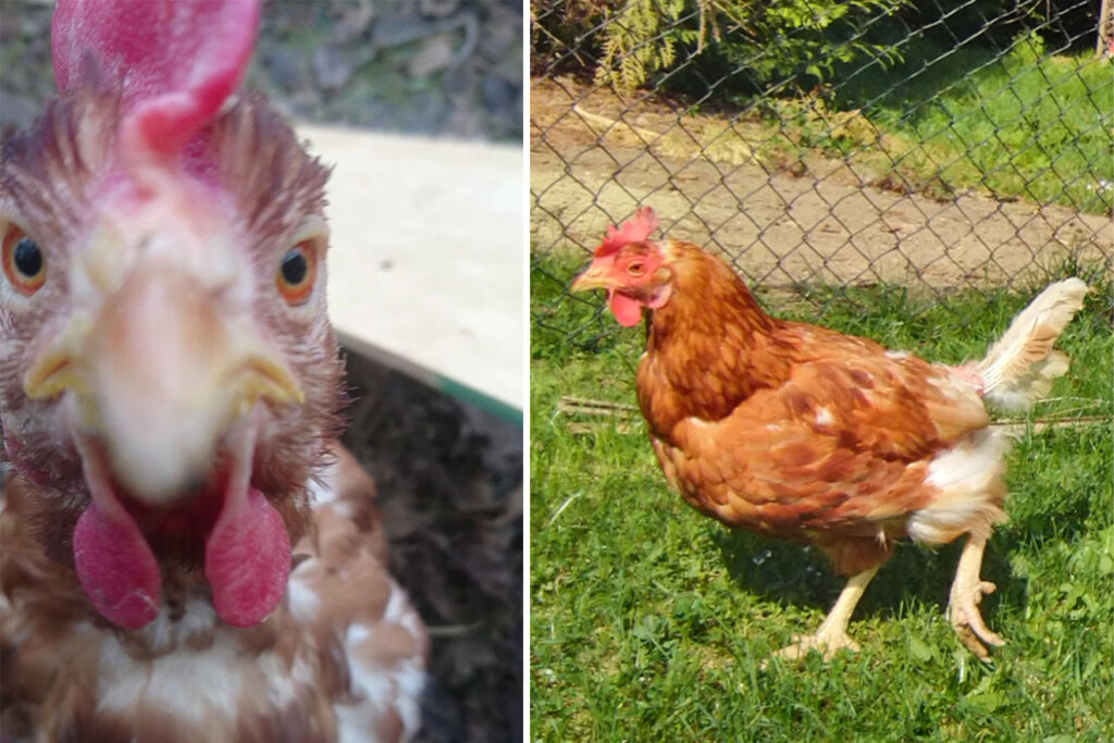 Collage Huhn Huberta