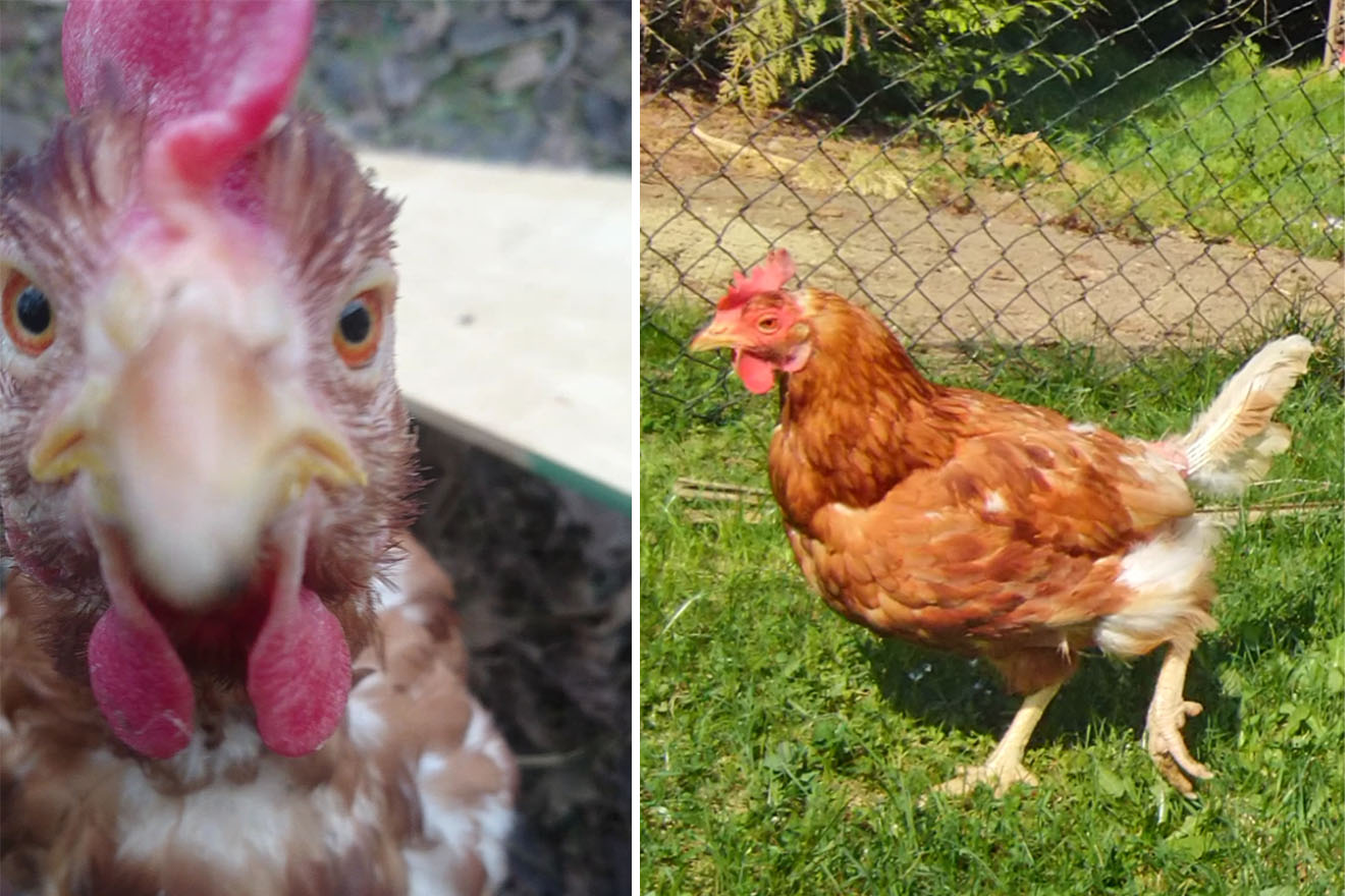 Huhn Huberta – dank Adoption vor dem Schlachthof gerettet