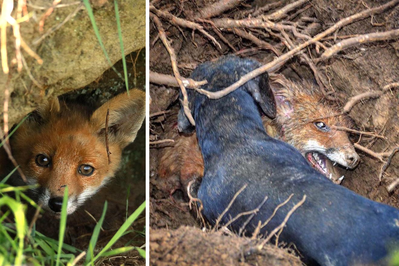 Jungfuchsjagd: So kaltherzig planen Jäger das Töten von Tierkindern