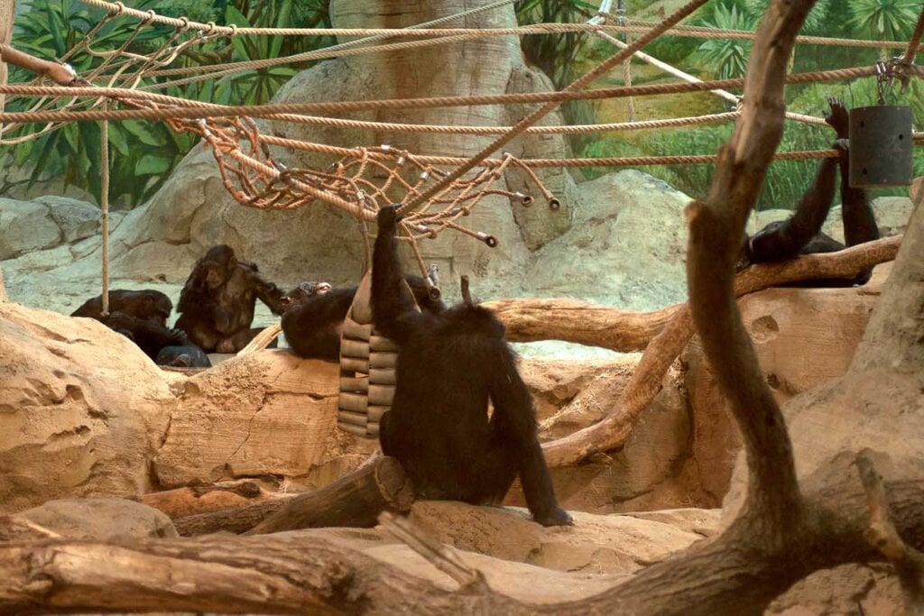 Schimpansen im Zoo Bremerhaven