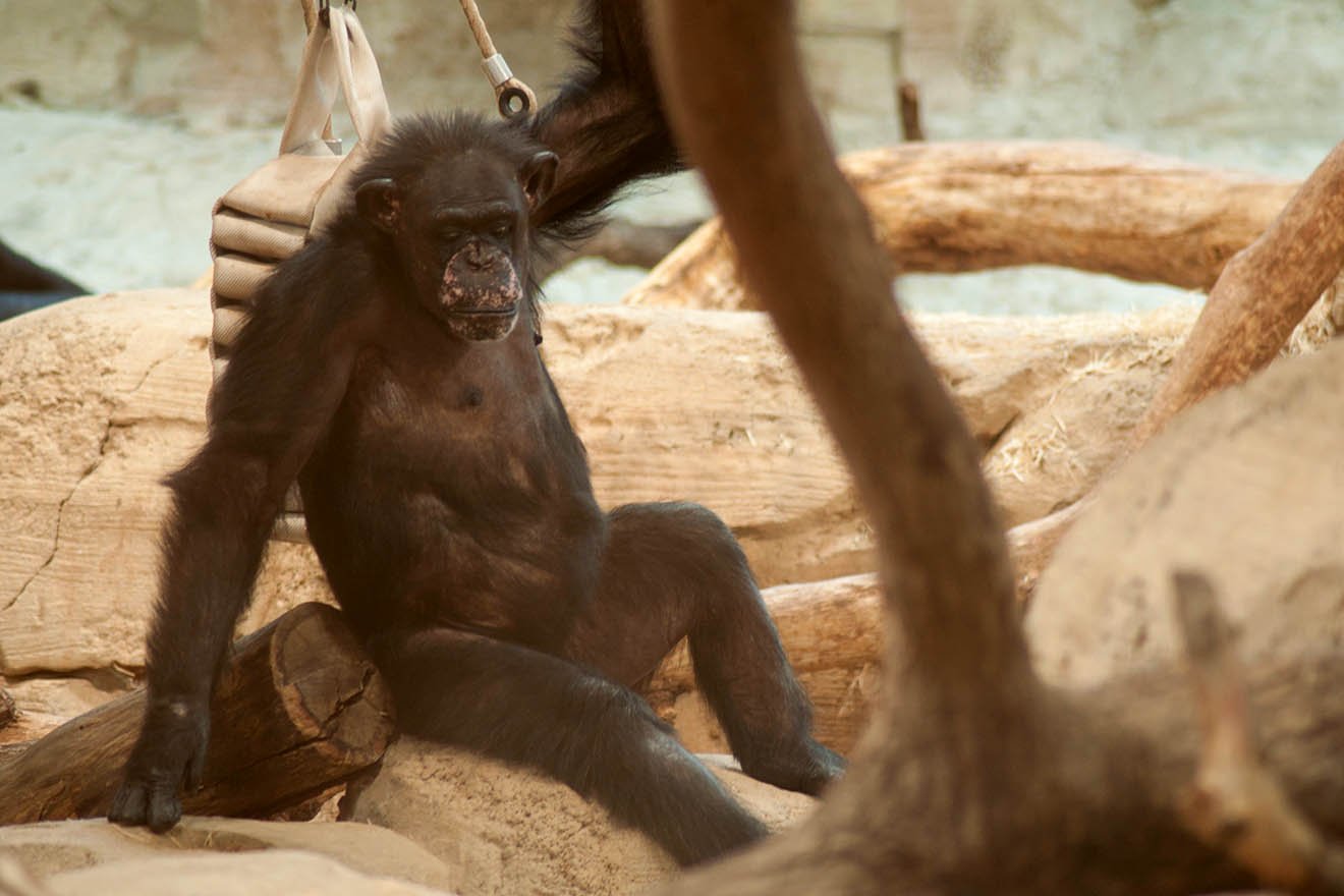 Schimpanse im Zoo Bremerhaven