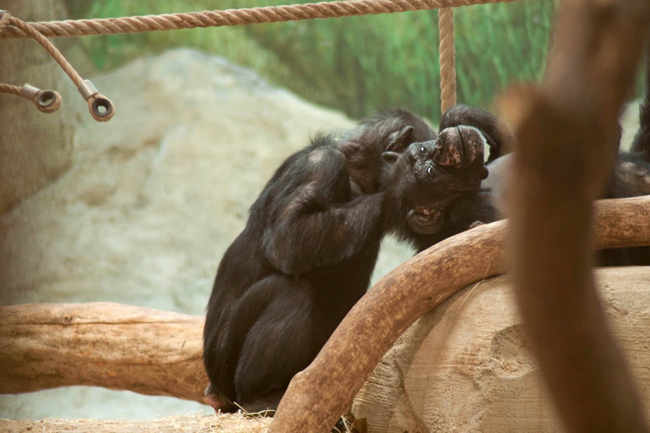 Schimpanse im Zoo Bremerhaven