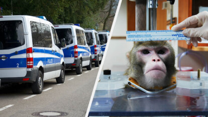 Collage. Polizeiautos und Affe im Tierversuch