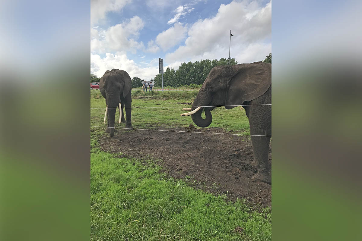 Absperrung ignoriert: Frau wird durch Elefant im Circus Berolina verletzt