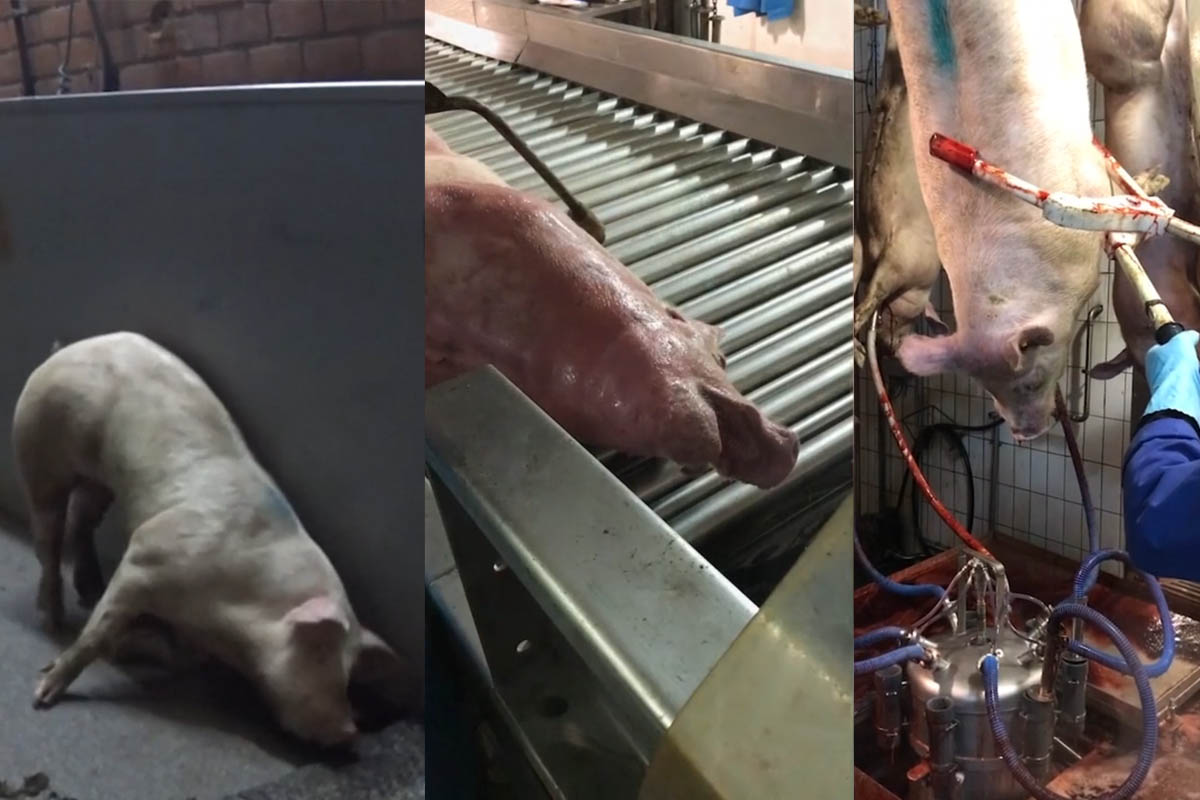 Belgischer Schlachthof: Fehlbetäubungen und verletzte Schweine