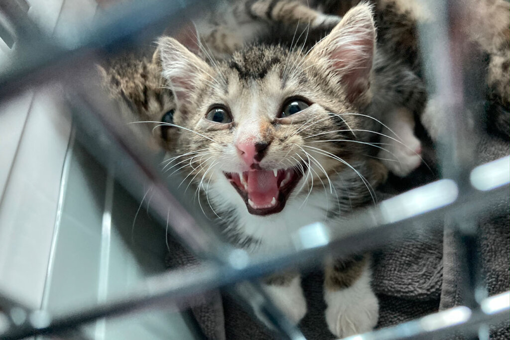 Katze in Transportbox miaut