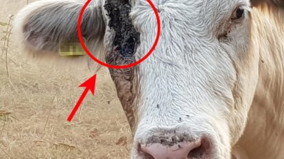 Kuh mit verletztem Auge