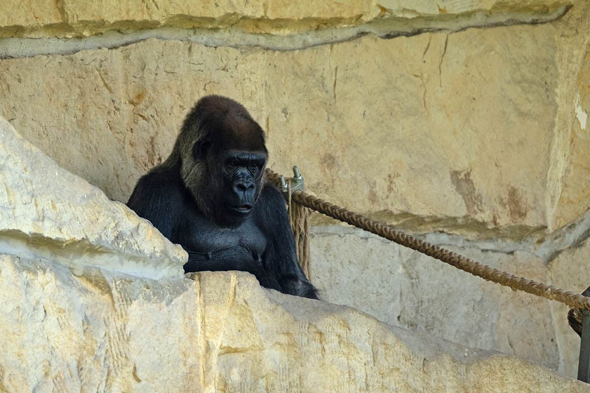 Gorilla sitzt hinter einem Stein im Zoogehege.