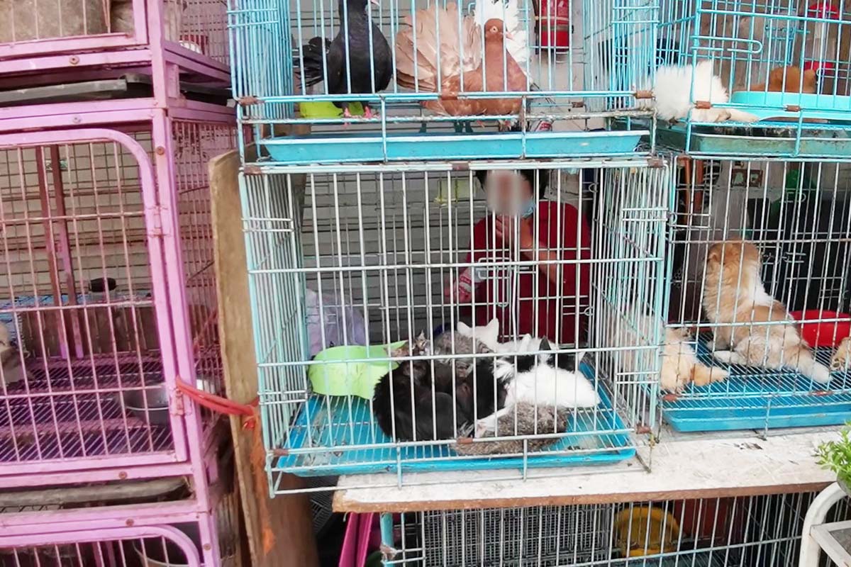Katzen im Kaefig auf einem Tiermarkt