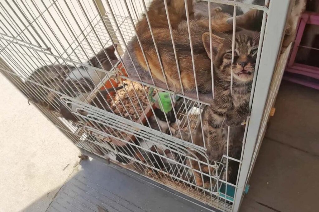 Katze im Kaefig bei einem Tiermarkt