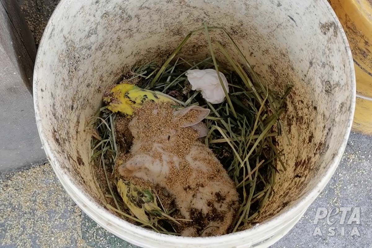 Totes Kaninchen in einem Eimer