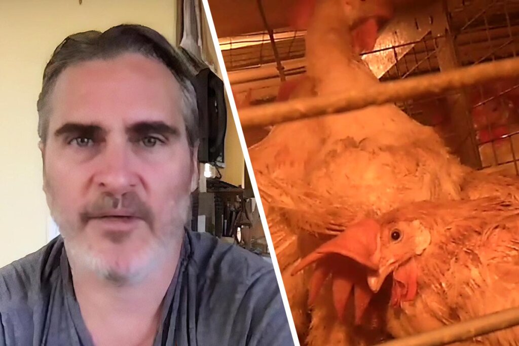 Collage Joaquin Phoenix und Huehnerstall