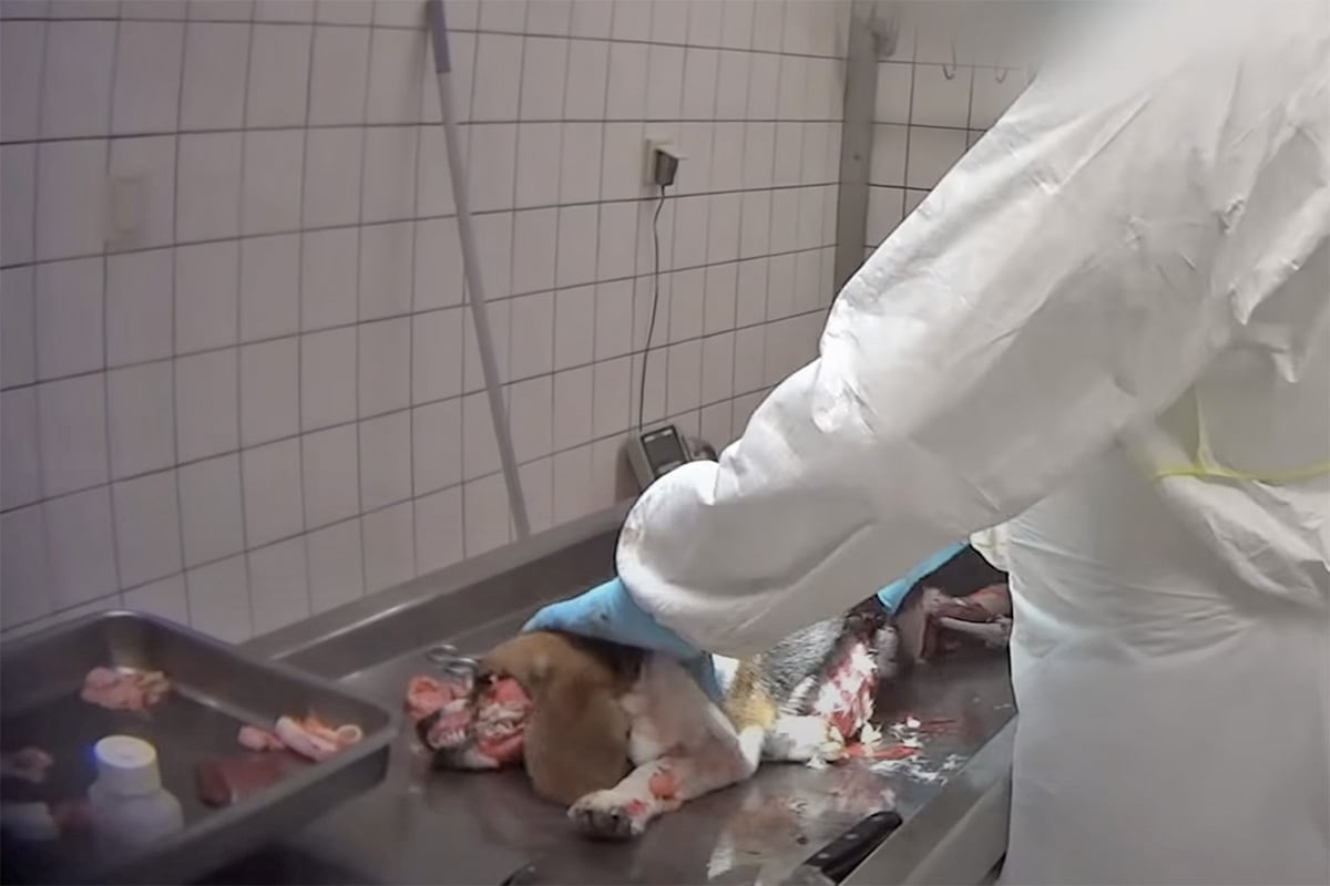 Horror-Labor LPT führt wieder Tierversuche durch: Parteien brechen mit Wahlaussagen