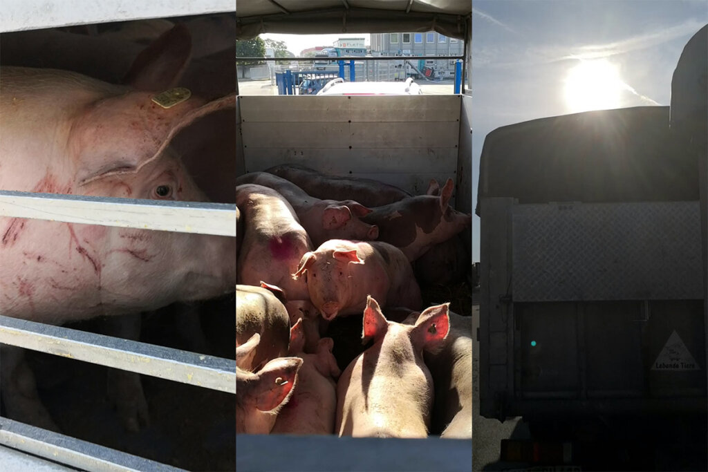 Schweine im Transporter