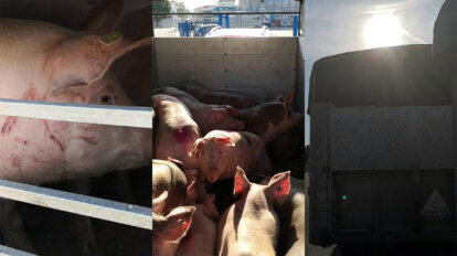 Schweine im Transporter