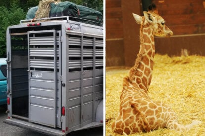 Collage. Transportbox auf einem Fahrzeug. Eine kleine Giraffe liegt auf einem Boden mit Stroh.