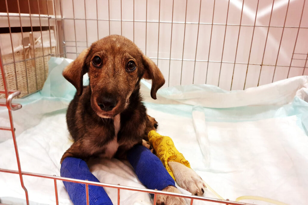 Hund Marley mit Verbaenden