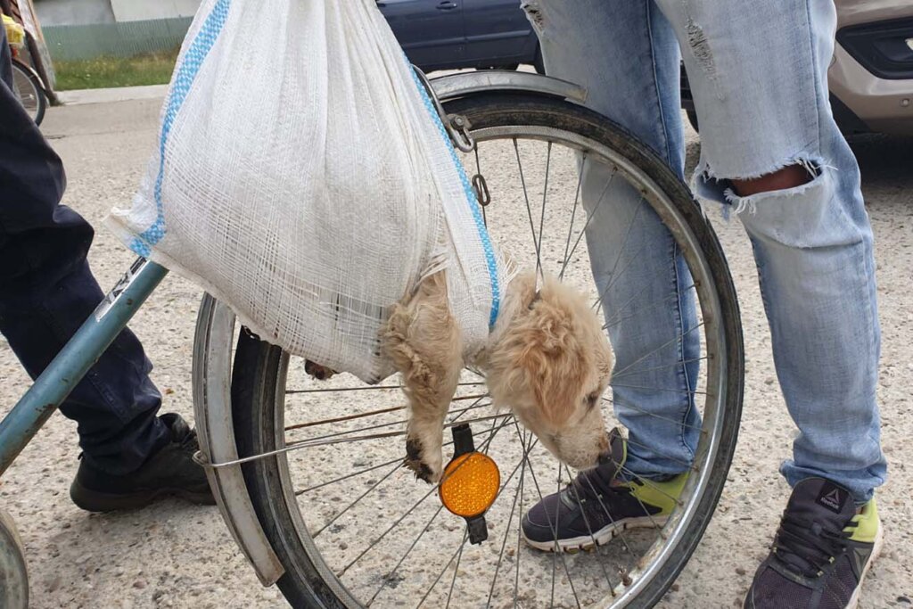 Hund haengt in Plastiktuete vom Fahrrad