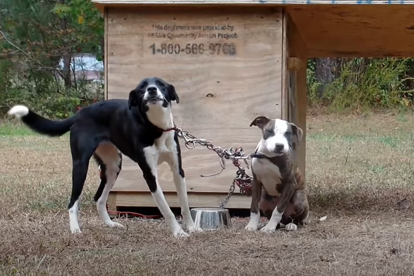 Film Breaking the Chain PETA USA Fieldworker retten Tierleben