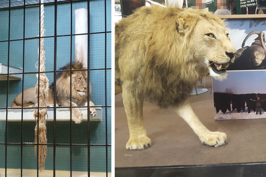 Loewen im Zoo