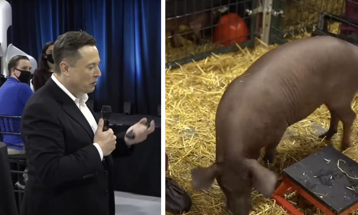 Elon Musk und Schwein Collage