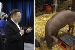 Elon Musk und Schwein Collage
