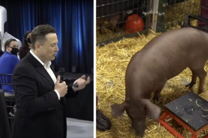 Elon Musk und Schwein Collage