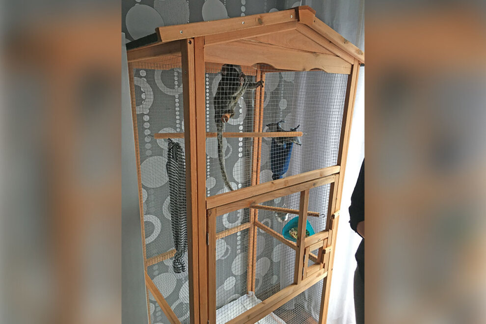 Affen kaufen und als Haustier halten: Warum das Tierquälerei ist