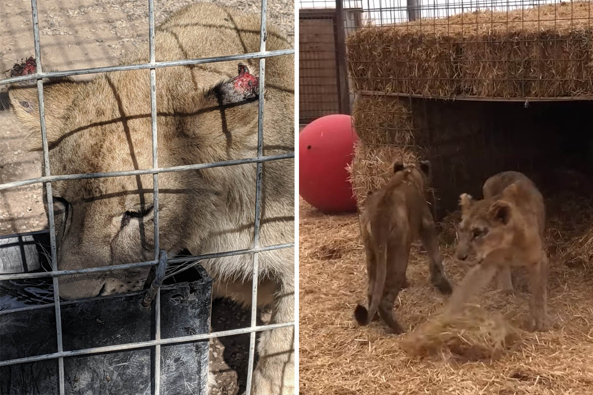 Erfolg! PETA USA rettet 25 Großkatzen aus „Tiger King“-Privatzoos