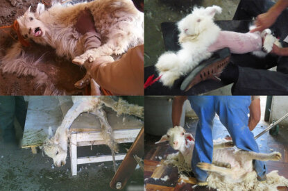 Tiere die in der Wollindustrie leiden