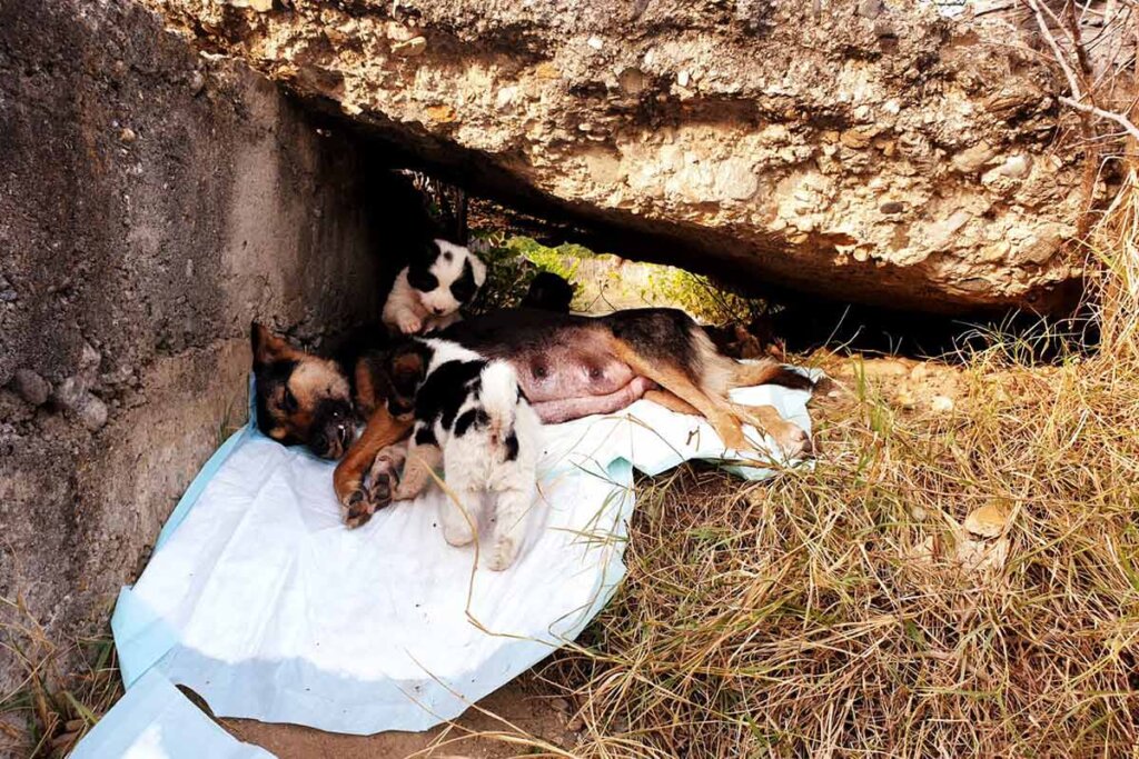 Hund und Welpe ausgesetzt auf der Strasse