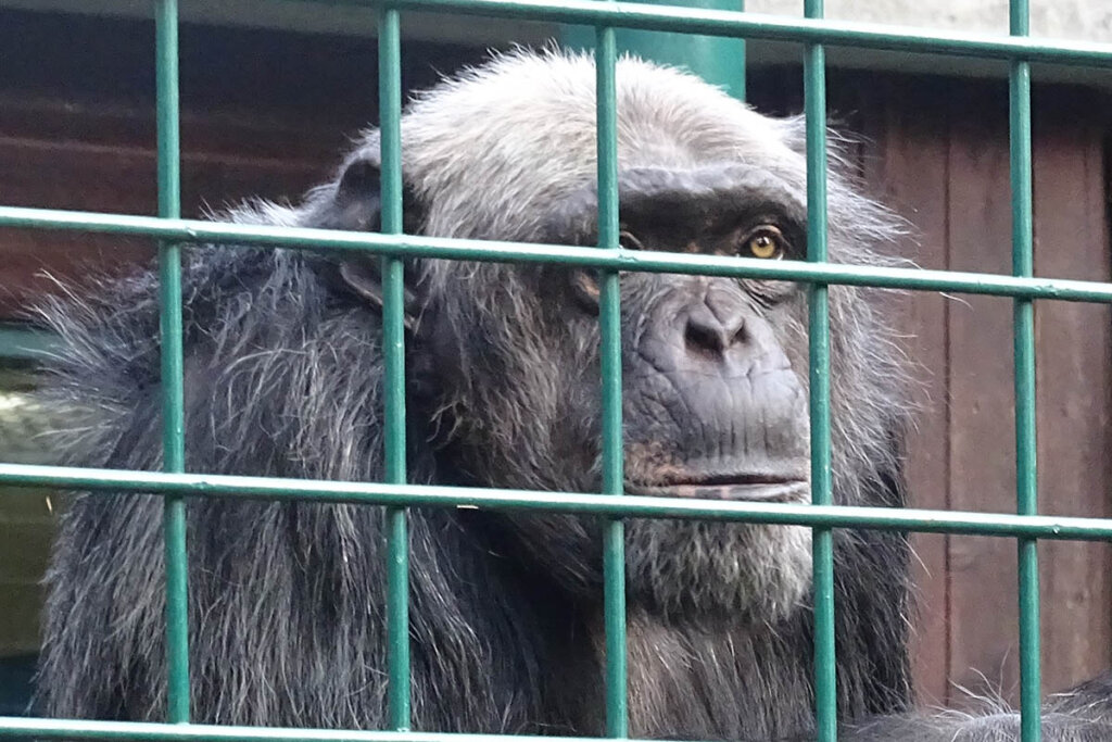 Affe im Tiergarten hinter Gitterstaeben
