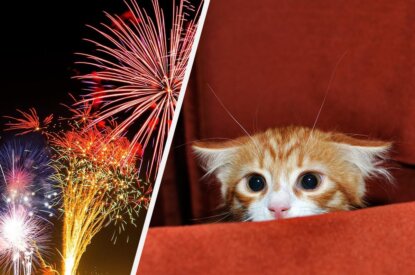 Collage Feuerwerk Veraengstigte Katze