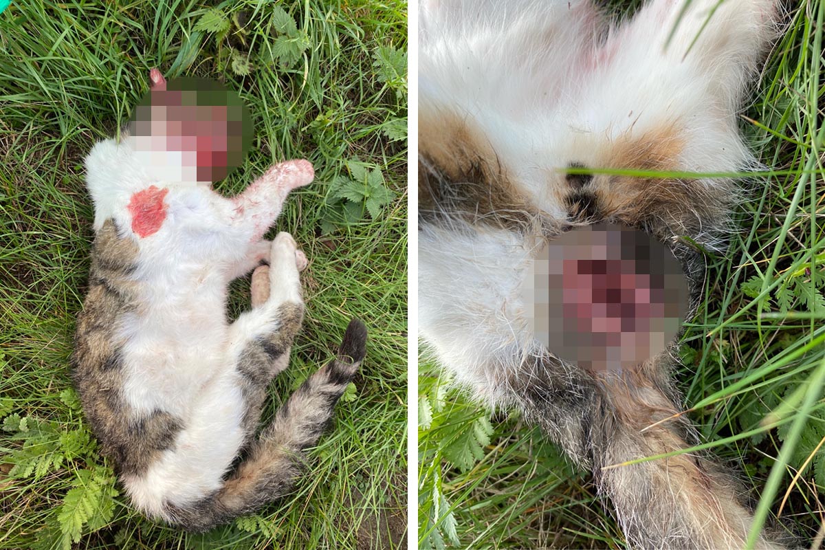 Kater getötet und vermutlich vergewaltigt – 1.000 € für Hinweise