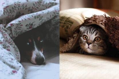 Katze und Hund verstecken sich unter einer Decke
