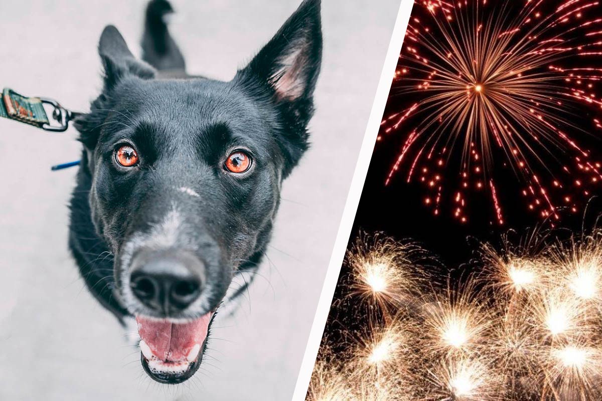 Collage Hund und Feuerwerk