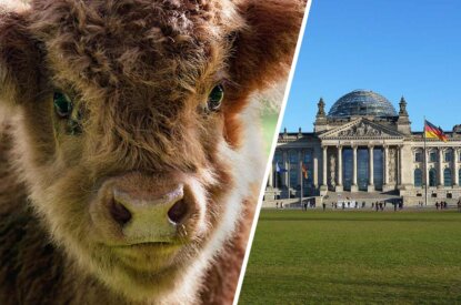 Collage Kalb und Bundestag