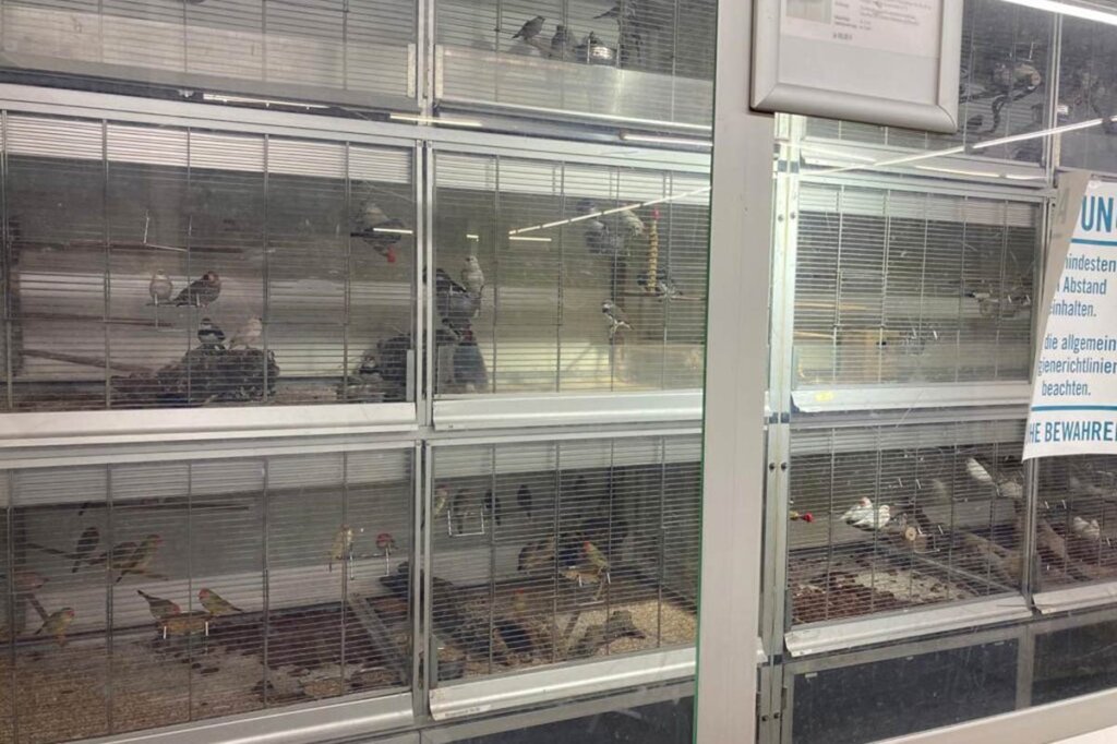 Zoo Zajac Hunde Kaufen Preise